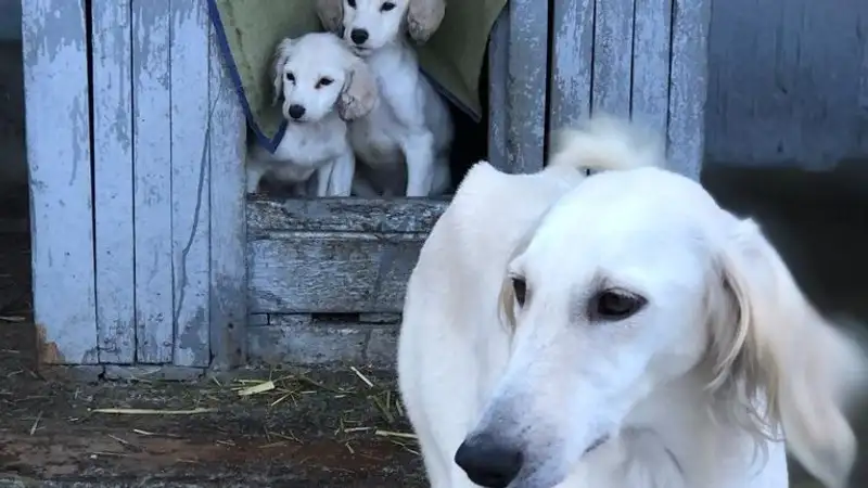 Две казахские тазы получили наивысшие титулы на чемпионате мира в Женеве