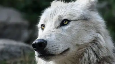 Бесконтрольная охота на волков привела к снижению их числа в Казахстане , фото - Новости Zakon.kz от 09.01.2023 14:41