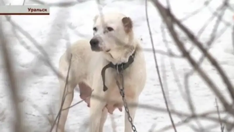 В Уральске собака отгрызла ухо у шестилетней девочки