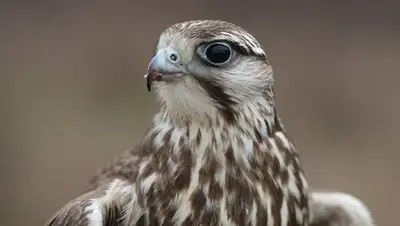 Zakon.kz, фото - Новости Zakon.kz от 03.11.2017 15:17