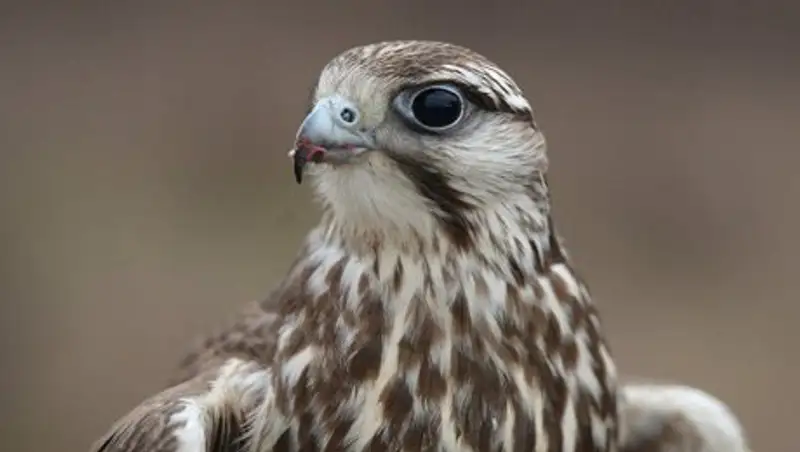 За контрабанду редких птиц осужден сотрудник столичного аэропорта