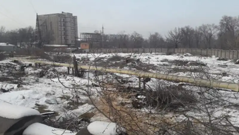 70 деревьев незаконно срубили возле бывшего тубдиспансера в Алматы