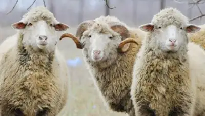 Zakon.kz, фото - Новости Zakon.kz от 26.10.2016 15:12