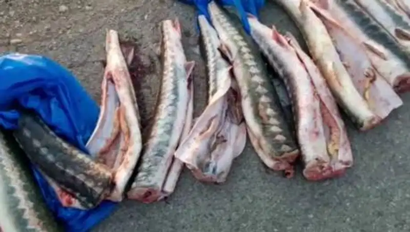 В Мангистау мужчину приговорили к году лишения свободы за семь осетрин