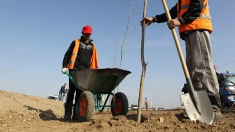 Устькаменогорцам предложили найти места в городе для высадки саженцев