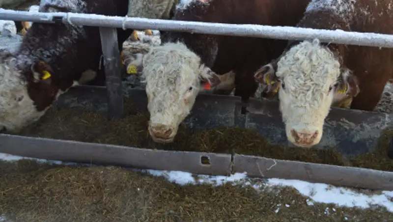 16 крестьянских хозяйств, участников госпрограммы, на грани банкротства