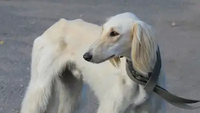 В Казахстане разработают закон о сохранении тазы и тобет, фото - Новости Zakon.kz от 07.10.2022 16:25