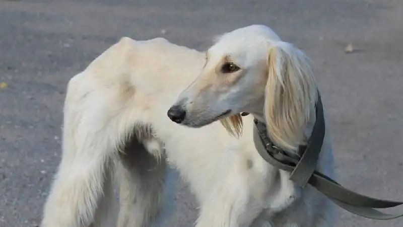 В Казахстане разработают закон о сохранении тазы и тобет