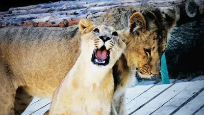 Михаил Сорокоумов, фото - Новости Zakon.kz от 03.04.2019 17:54