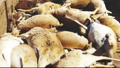 Zakon.kz, фото - Новости Zakon.kz от 28.05.2015 05:58