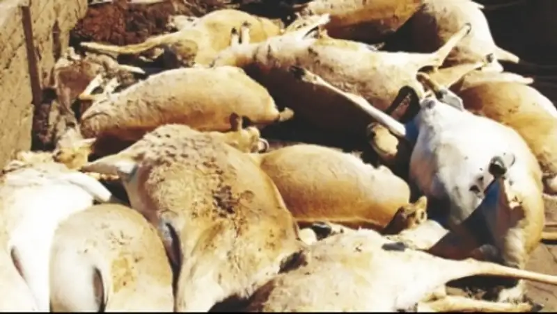 Версию гибели сайгаков от клещей выдвинул казахстанский ученый