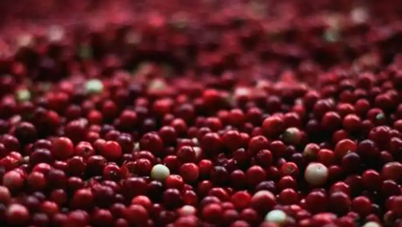 Диетолог назвала самые полезные для иммунитета осенние ягоды