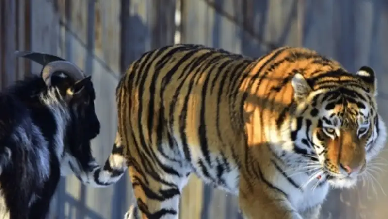 Тигр Амур победил в конкурсе невест для козла Тимура