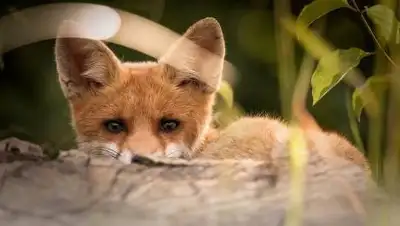 pixabay.com, фото - Новости Zakon.kz от 07.03.2021 17:40