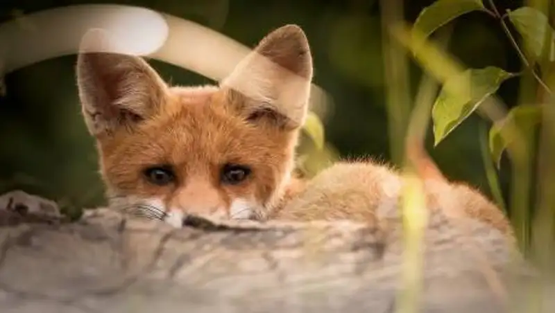 Дикая лиса забрела в подъезд многоквартирного дома в Актау