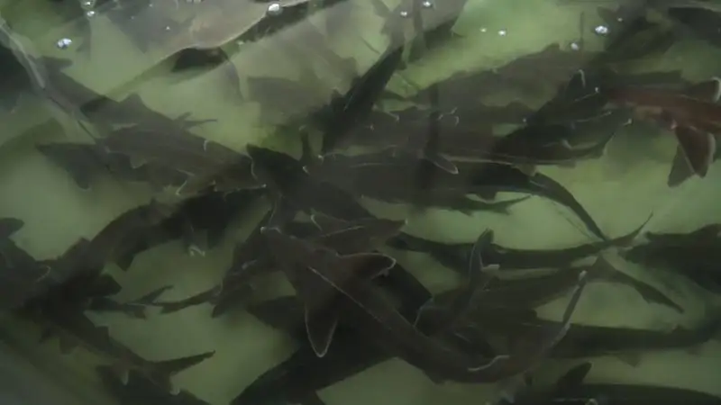 Законопроект об аквакульутре разработали в Казахстане