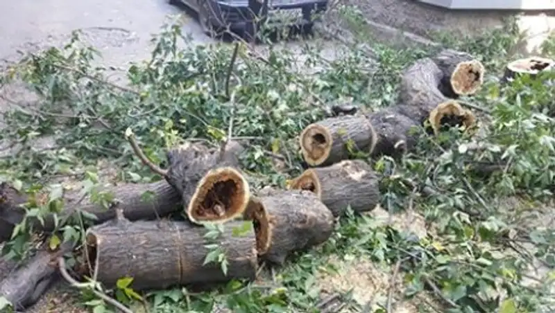 В Алматы взялись за обрезку аварийных деревьев