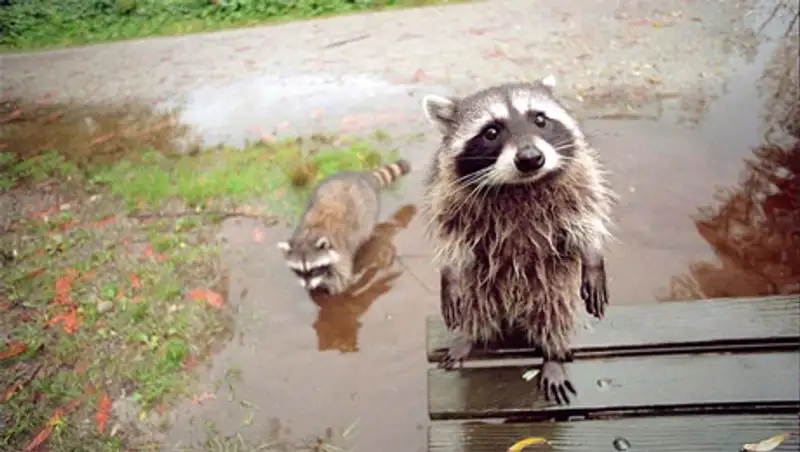 20 животных, которые знают, как надо правильно просить печеньки