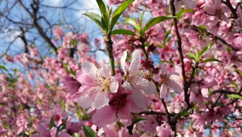 На большей части Казахстана во вторник пройдут осадки