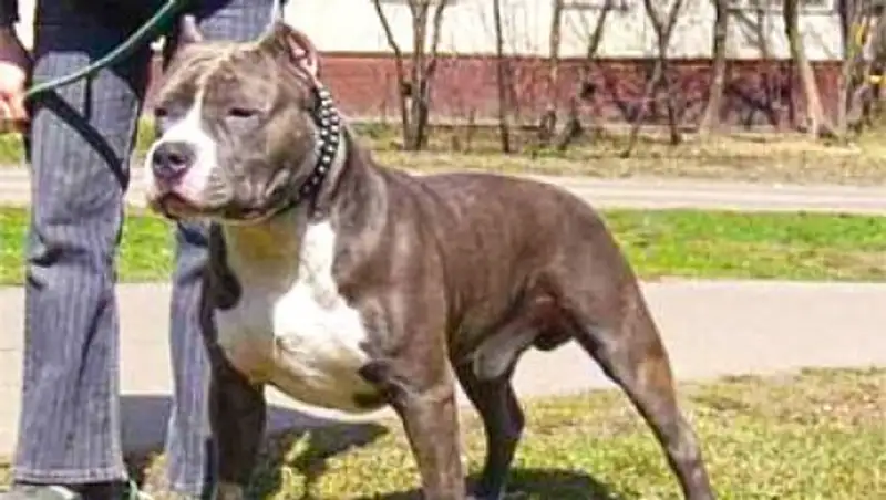 Алматы т&#1201;р&#1171;ындары п&#1241;терінде ит асыраушылар&#1171;а жиі ша&#1171;ымдана бастады