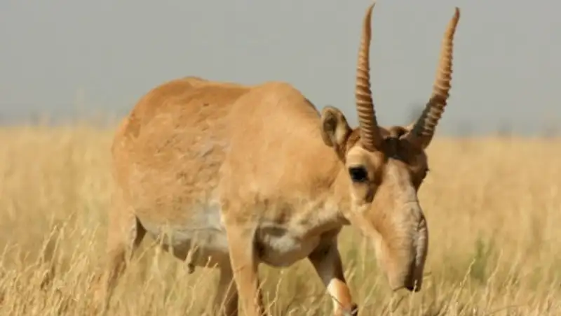 Депутаты предложили принять отдельный новый закон о защите сайгаков