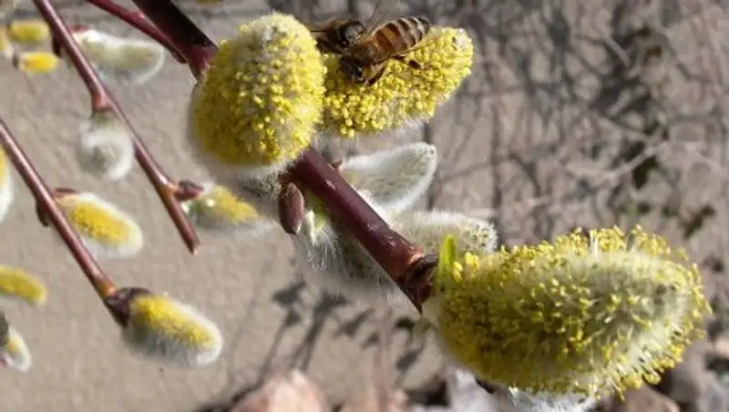На выходные погода наконец-то порадует казахстанцев теплом