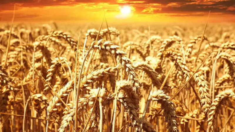 Только в одном регионе и столице не снизились запасы зерна