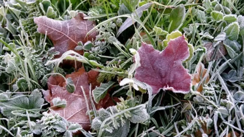 3 октября в нескольких областях Казахстана ожидаются заморозки