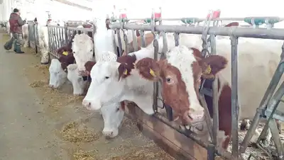 удой , фото - Новости Zakon.kz от 16.11.2022 18:36