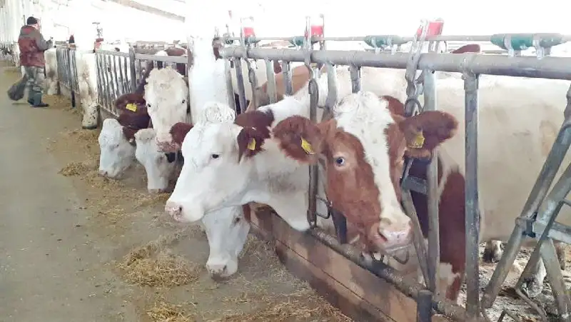 Как обеспечить Казахстан собственным молоком и мясом, рассказал Жумангарин