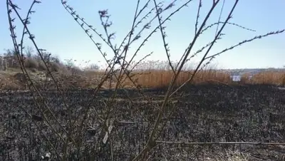 из открытых источников, фото - Новости Zakon.kz от 09.06.2018 01:21