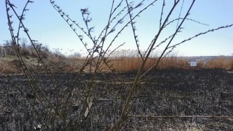 Останки бесследно пропавшей женщины нашли в горевших камышах в Рудном