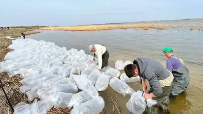 Выпущены личинки сиговых рыб, фото - Новости Zakon.kz от 05.05.2022 20:03