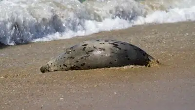 Zakon.kz, фото - Новости Zakon.kz от 19.09.2016 18:12