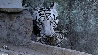 Zakon.kz, фото - Новости Zakon.kz от 07.06.2015 04:34