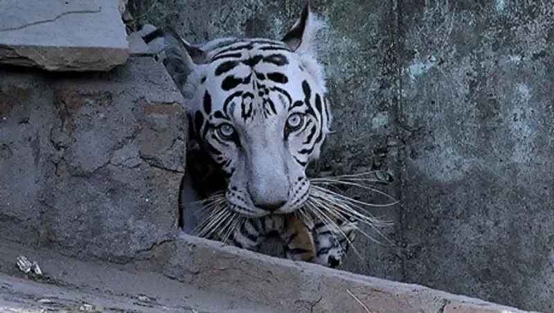 Тигрица Тимошенко отказалась кормить тигрят