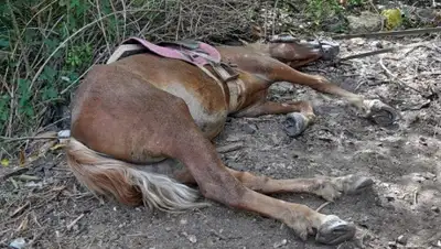 Zakon.kz, фото - Новости Zakon.kz от 13.01.2015 23:07