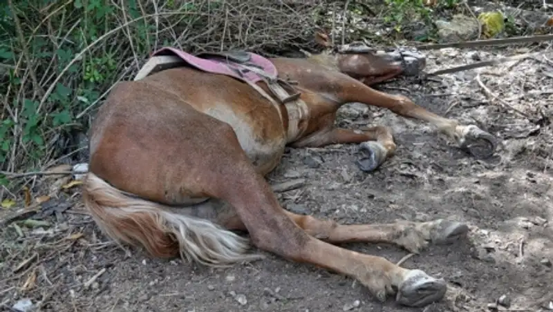 Уголовное наказание грозит жителю Алматинской области за отравление соседской лошади
