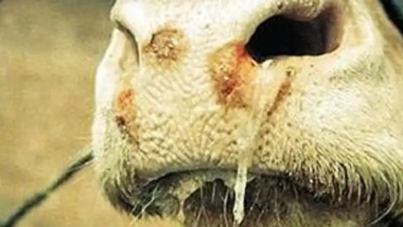 Уже несколько тысяч коров подхватили экзотическую заразу в Атырауской области