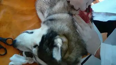 Zakon.kz, фото - Новости Zakon.kz от 05.10.2017 00:55