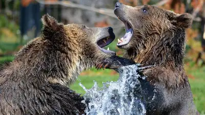 Байкал пляж медведи, фото - Новости Zakon.kz от 21.07.2022 10:48