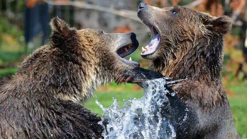 На Байкале медведица с медвежатами отдохнули на пляже вместе с людьми