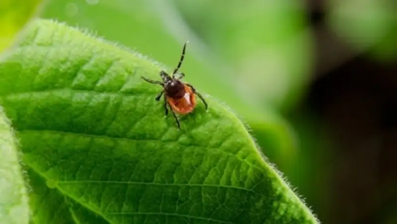 В Кызылординской области 146 человек пострадали от укусов клещей