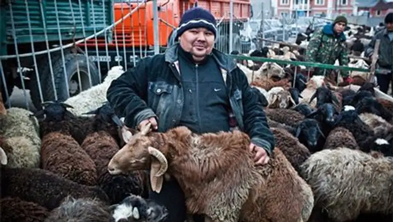 Стоимость барана в преддверии праздника Курбан-айт в Алматы доходит до Т50 тыс.