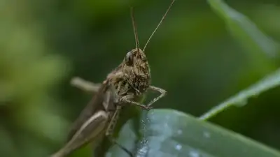 Саранча угрожает 16 тысячам гектаров пастбищ в Костанайской области, фото - Новости Zakon.kz от 10.07.2023 10:13