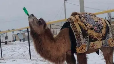 Zakon.kz, фото - Новости Zakon.kz от 04.01.2017 15:54