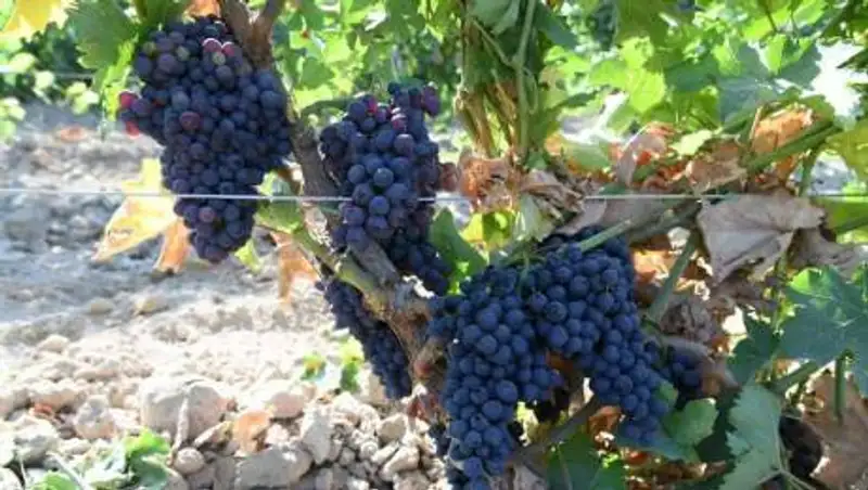 В Мактааральском, Жетысайском районах решается проблема с поливной водой