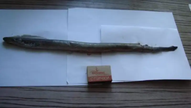 Жительница Костаная обнаружила в купленной рыбе непонятного монстра