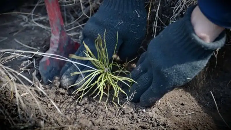 Более 40 тысяч саженцев высадили на субботнике в Павлодаре