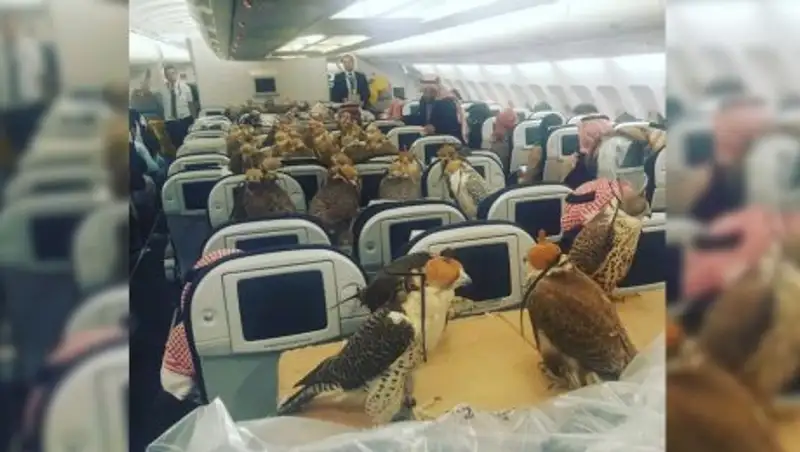 Саудовский принц купил билеты на самолет своим 80 соколам